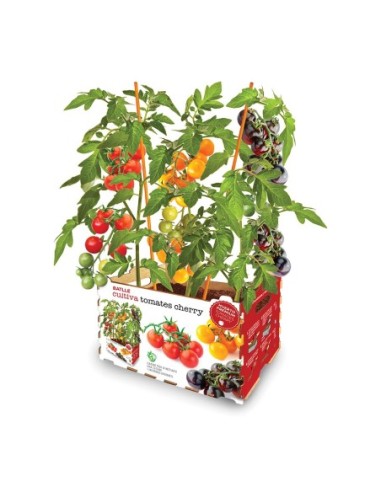 E3/06414 CAJA TOMATES COLORES BATLLE