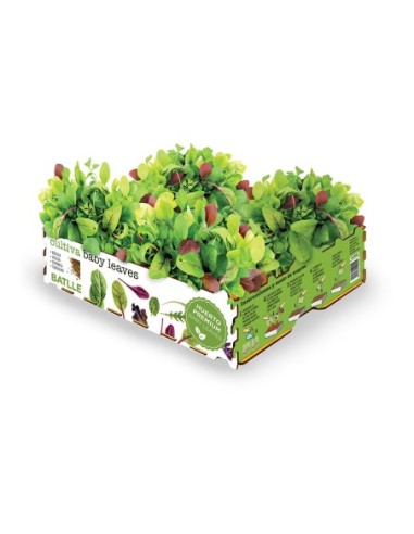 E3/06411 CAJA ENSALADAS BABY LEAVES BATLLE